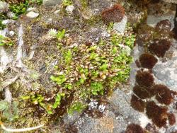 Notogrammitis crassior. Plants with spathulate fronds forming a tight cushion on an alpine rock ledge.
 Image: L.R. Perrie © Leon Perrie CC BY-NC 3.0 NZ
